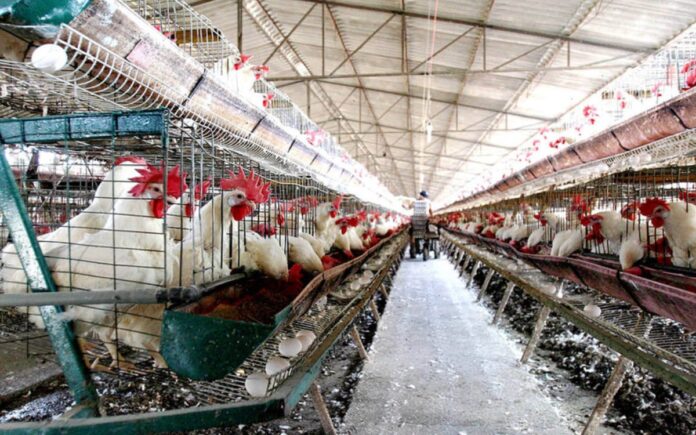detectan nuevos brotes de gripe aviar
