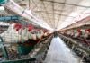 detectan nuevos brotes de gripe aviar
