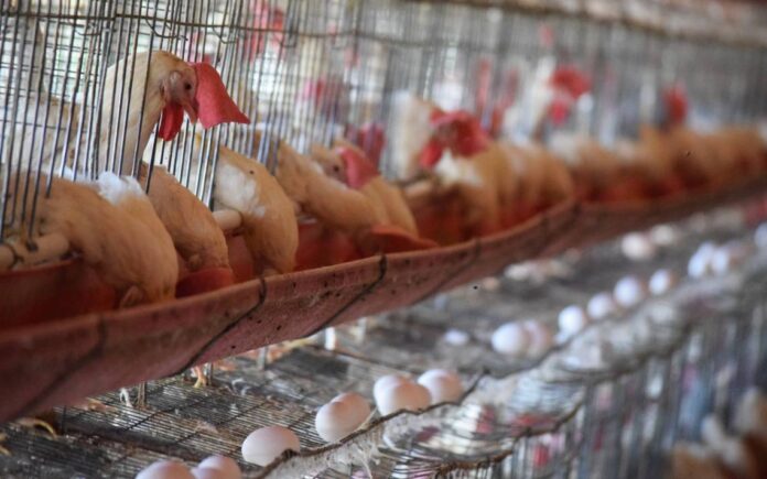 localizan infecciones de gripe aviar en granjas