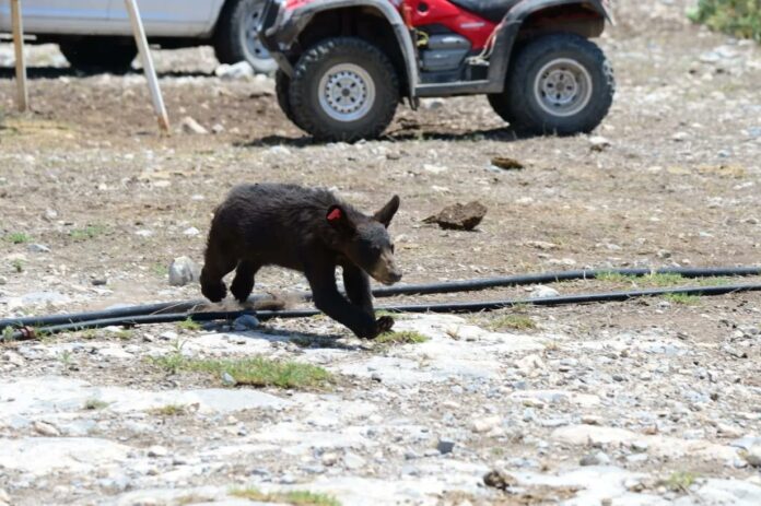 liberan a oso rescatado en saltillo