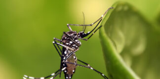 coahuila reporta casos de dengue