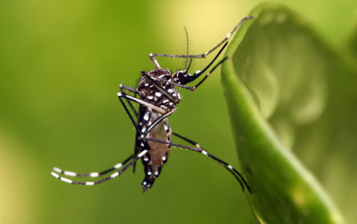 coahuila reporta casos de dengue
