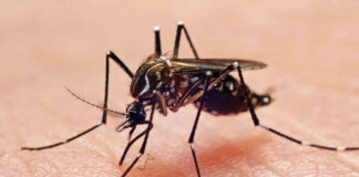 llega primer caso de dengue