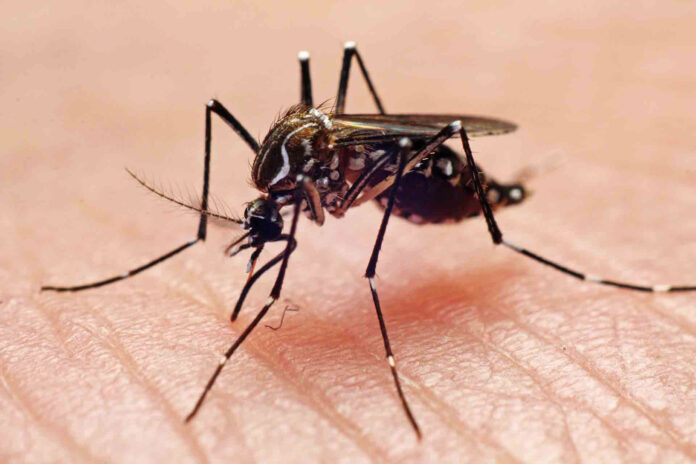 llega primer caso de dengue