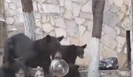 osos roban carne asada